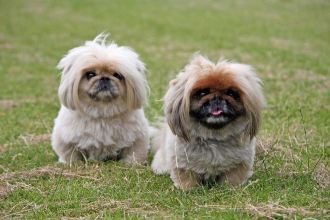 Concurso del perrito más feo
